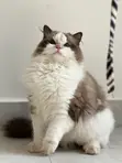 7-Month-Old Male Purebred Ragdoll Cat - 1
