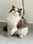 7-Month-Old Male Purebred Ragdoll Cat - 2