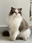 7-Month-Old Male Purebred Ragdoll Cat - 3
