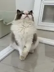 7-Month-Old Male Purebred Ragdoll Cat - 4