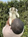 7-Month-Old Male Purebred Ragdoll Cat - 5