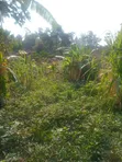 Land for Sale - Njeru, Buikwe District - 3