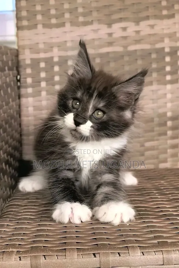1-3 Month Old Female Purebred Maine Coon Kitten - 1