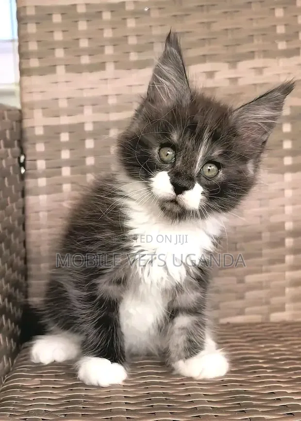 Female Purebred Maine Coon Kitten (1-3 Months) - 1