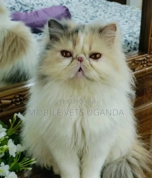 Female Purebred Persian Kitten (1-3 Months) - 1