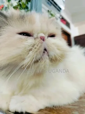 Purebred Persian Kitten - 1-3 Months Old, Male