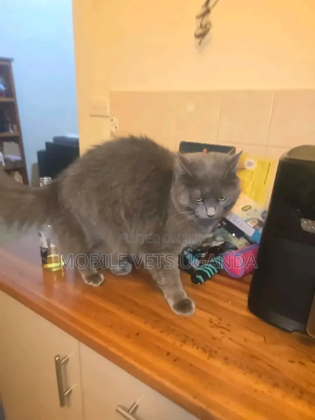 Female Purebred Persian Kitten (1-3 Months) - 1