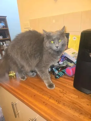 3-6 Month Female Purebred Ragdoll Kitten
