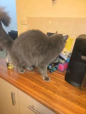 3-6 Month Female Purebred Ragdoll Kitten