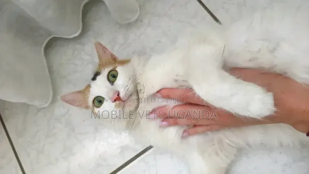 Female Purebred American Shorthair Kitten (3-6 Months) - 1