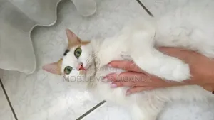 Female Purebred American Shorthair Kitten (3-6 Months)