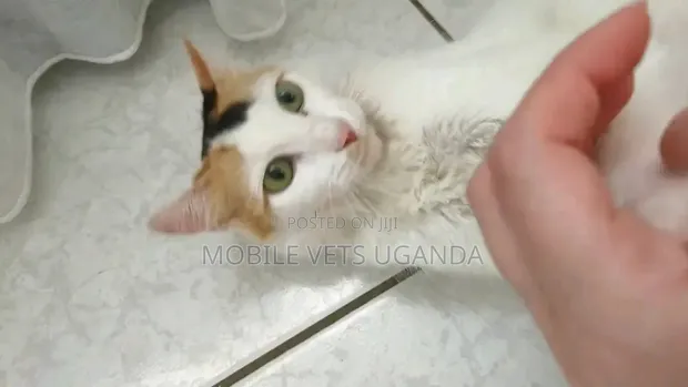 Purebred Abyssinian Female Cat, 6-12 Months - 1