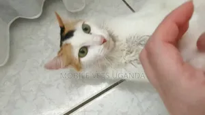 Purebred Abyssinian Female Cat, 6-12 Months