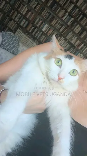 1-3 Month Male Purebred American Bobtail Kitten