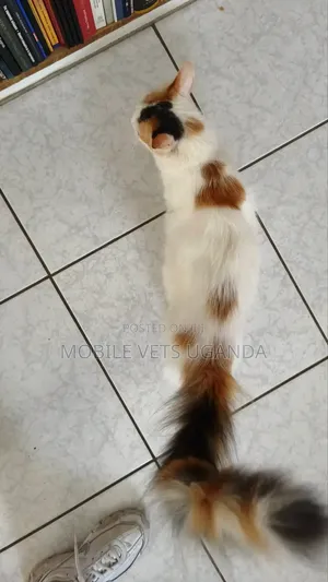 Purebred Devon Rex Kitten - 3-6 Months