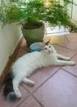 Purebred Devon Rex Kitten - 3-6 Months - 2