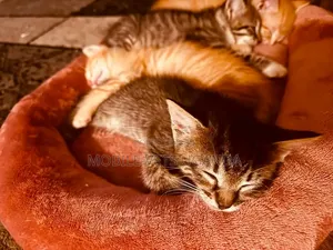 Female Purebred Bengal Kitten (1-3 Months)