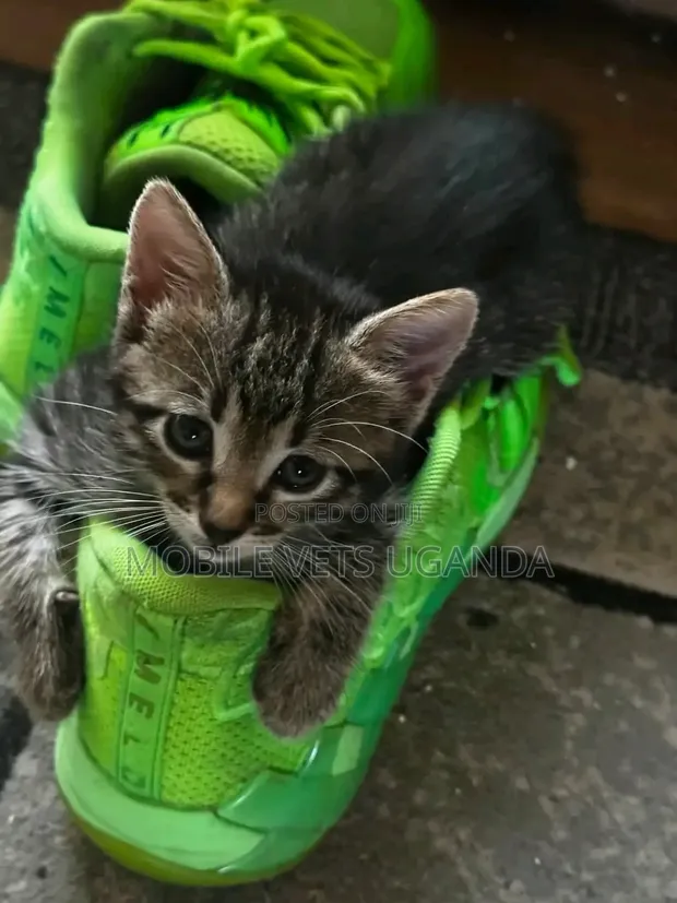 Purebred Savannah Kitten - 1-3 Months Male - 1