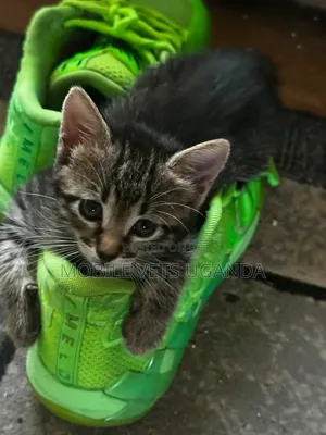 Purebred Savannah Kitten - 1-3 Months Male