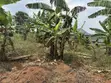 Land for Sale in Kagala Sonde, 25 Decimals - 4