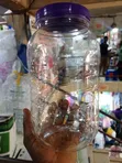 PET Storage Jar with Ribbed Cylindrical Body - 1