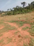 Land for Sale in Kajjansi Makadwa Kitovu - 2