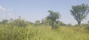 400 Acres Fertile Farmland for Sale in Pader District