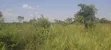 400 Acres Fertile Farmland for Sale in Pader District - 2