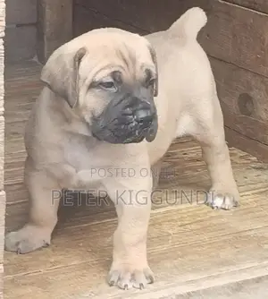Female Purebred Boerboel Puppy (1-3 Months)