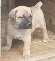 Female Purebred Boerboel Puppy (1-3 Months) - 1