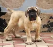 Female Purebred Boerboel Puppy (1-3 Months) - 2