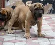 Female Purebred Boerboel Puppy (1-3 Months) - 3