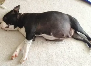 Female Purebred Boston Terrier Puppy (1-3 Months)