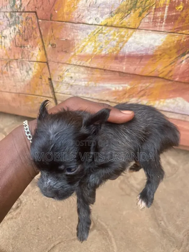 Purebred Chihuahua Puppy - Male, 1-3 Months - 1