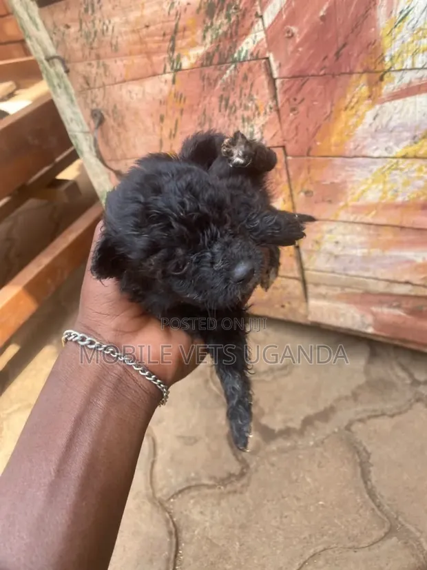Female Purebred Maltese Puppy (0-1 Month) - 1