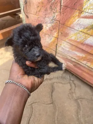 Male Purebred Maltese Puppy (0-1 Month)