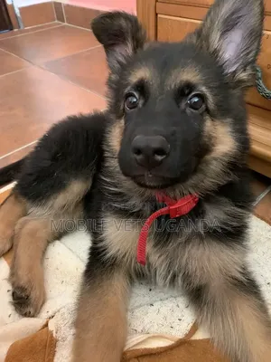 1-3 Month Male Purebred German Shepherd Puppy