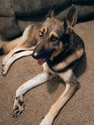 1-3 Month Female Purebred German Shepherd Puppy