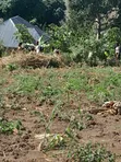 Commercial Land for Sale - Namayumba - 2