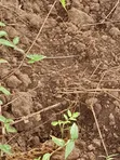 Commercial Land for Sale - Namayumba - 3