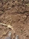 Commercial Land for Sale - Namayumba - 4