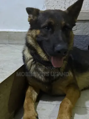 3-6 Month Female Purebred German Shepherd