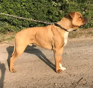 3-6 Month Male Purebred American Pit Bull Terrier