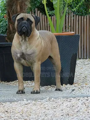 Purebred Boerboel Puppy, 6-12 Months