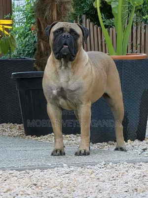 1-3 Months Male Purebred Boerboel Puppy