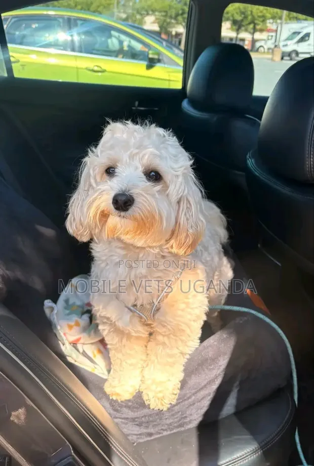 Female Purebred Maltese Puppy, 1-3 Months Old - 1