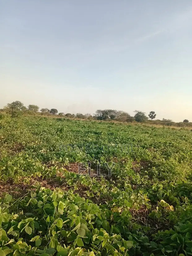 Land for Urban Farming - 4046 sqm, Wakiso - 1