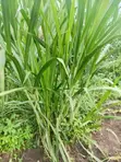 Land for Urban Farming - 4046 sqm, Wakiso - 2