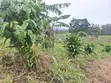 Land for Urban Farming - 4046 sqm, Wakiso - 4