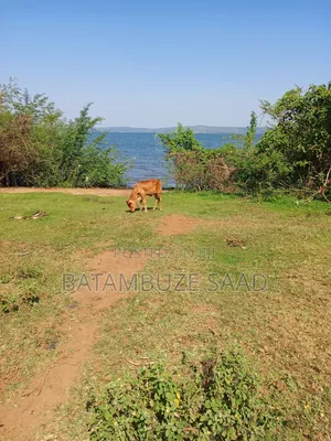 7 Acres on Lake Victoria Shores